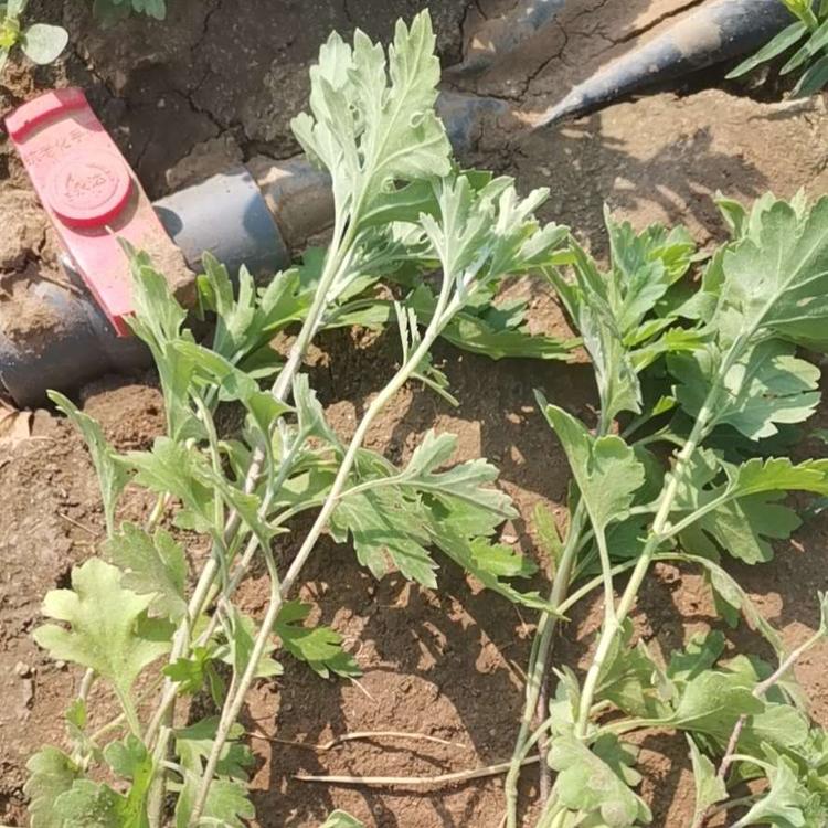 地被菊批发     地被菊基地 量大优惠
