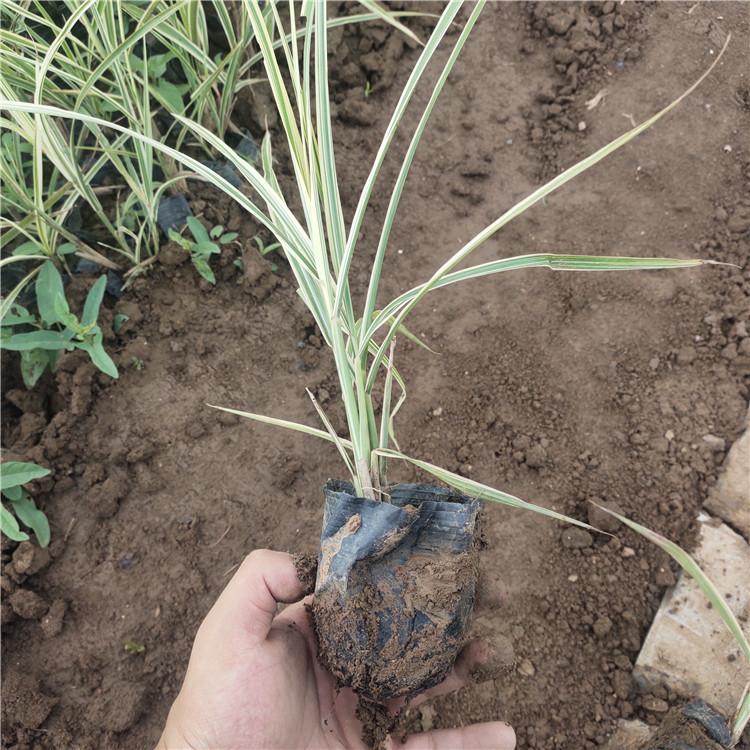 花叶芒基地  批发花叶芒价格  观赏草花叶芒