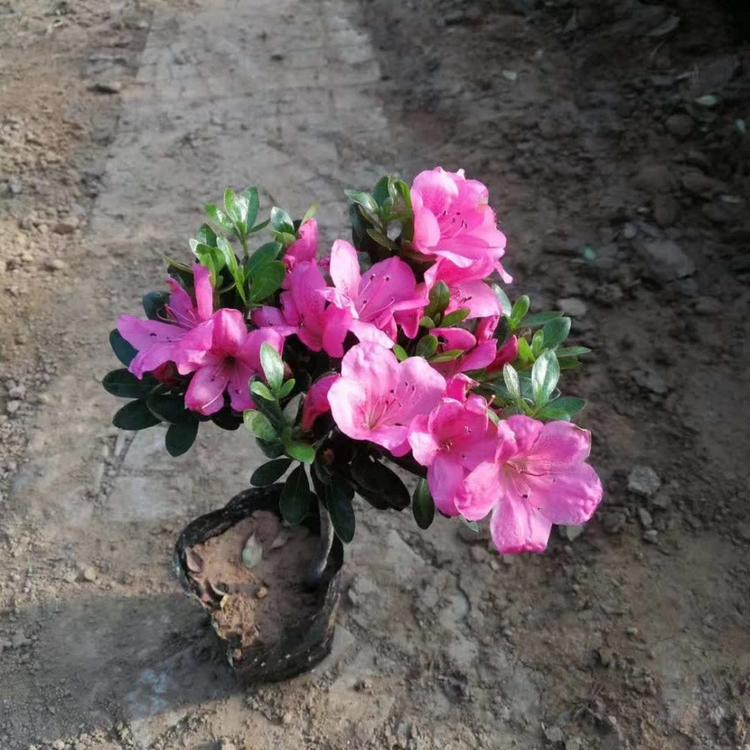 石岩杜鹃 批发商  质优价低 山东青州