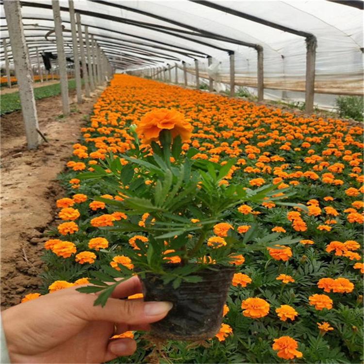 孔雀草营养杯苗 孔雀草时令草花