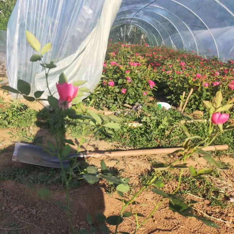 丰花月季直销 山东草花 丰花月季采购基地