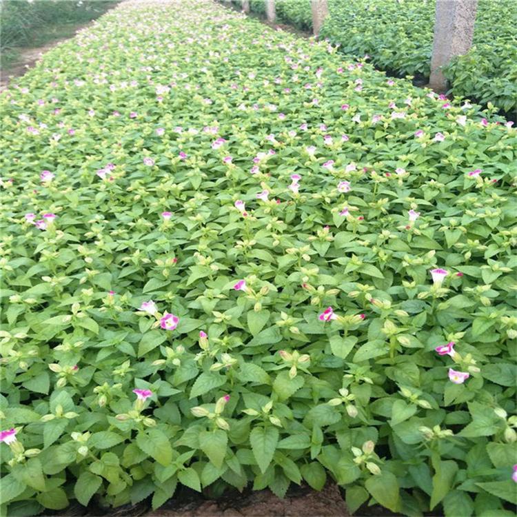 夏堇基地批发 夏堇四季草花
