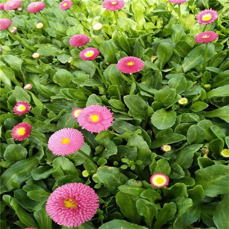 雏菊量大从优 雏菊别墅用苗