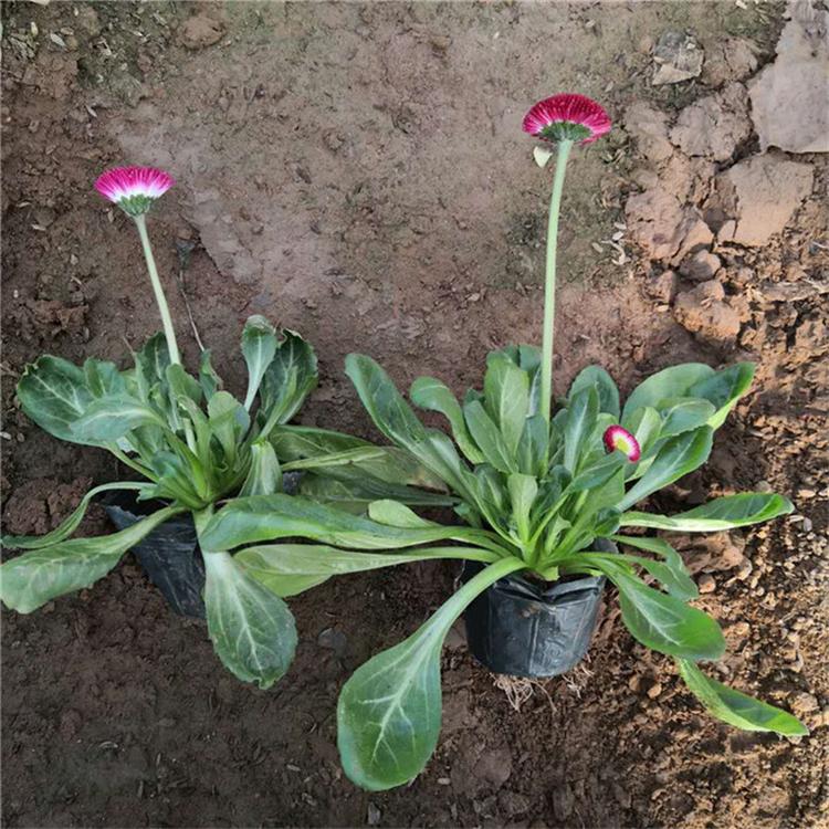 雏菊厂家直销 雏菊时令草花