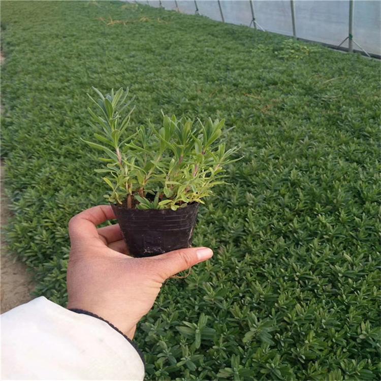 薰衣草培育基地 薰衣草花海用苗