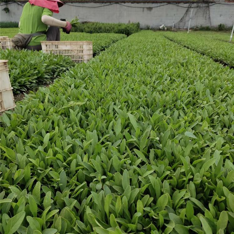 金鸡菊 草花批发 基地直售 金鸡菊批发