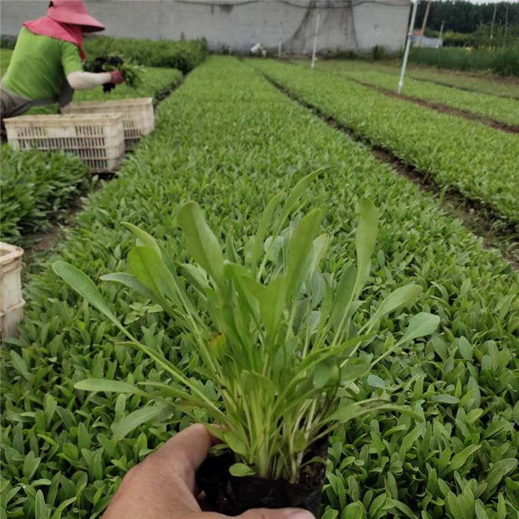 金鸡菊小苗 金鸡菊花海 金鸡菊种植基地