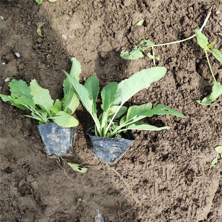 宿根草花价格 量大优惠 鼠尾草 鼠尾草种植基地