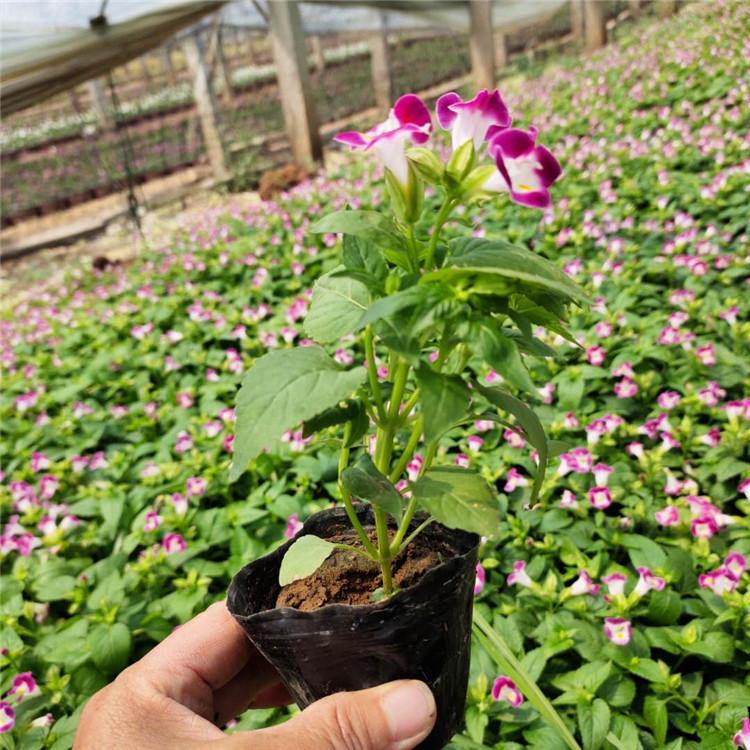 夏堇培育 应季好苗 宿根草花基地 夏堇小苗