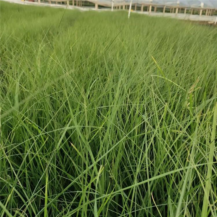 青州草花 小兔子狼尾草 采购基地 小兔子狼尾草价格