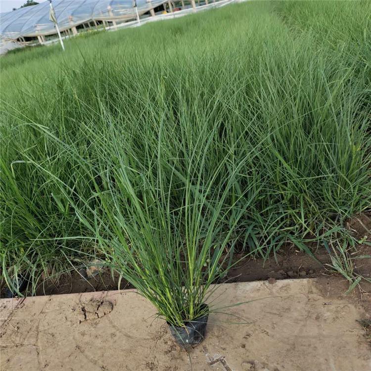 小兔子狼尾草种植基地 基地种植 小兔子狼尾草苗 多年生草本植物