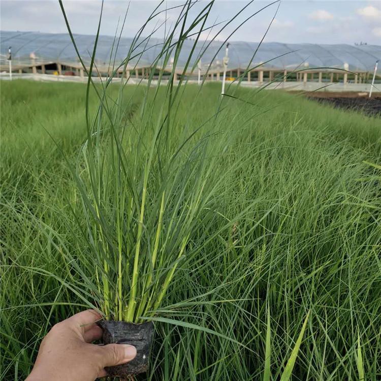 观赏草基地 小兔子狼尾草苗 顺菊花卉 小兔子狼尾草种植基地