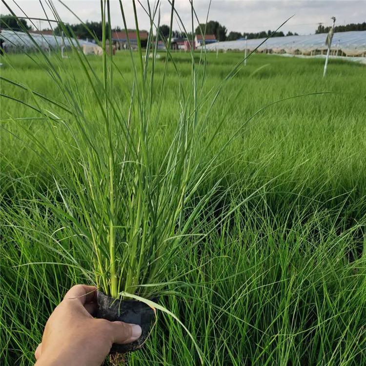 小兔子狼尾草种植基地 苗圃供应 小兔子狼尾草 多年生草本植物