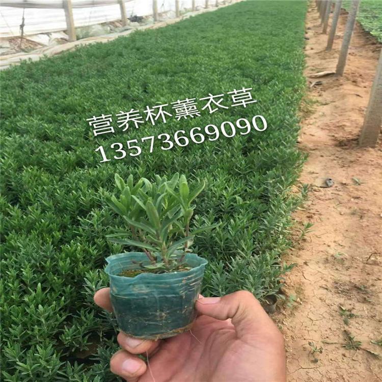 薰衣草小苗 薰衣草观赏植物