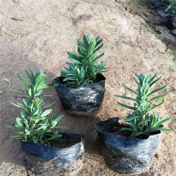 薰衣草厂家直销 薰衣草景观工程苗