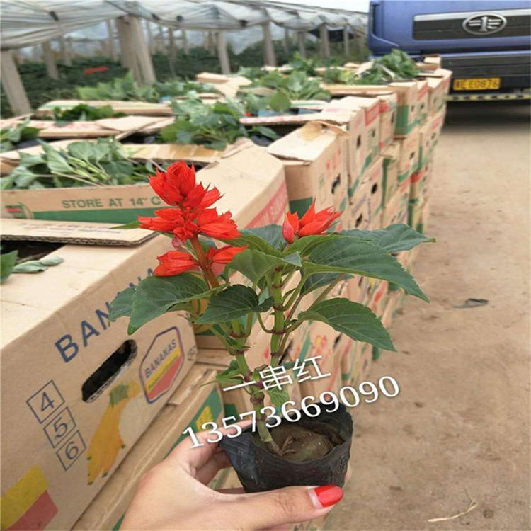 一串红花卉 一串红绿化用苗