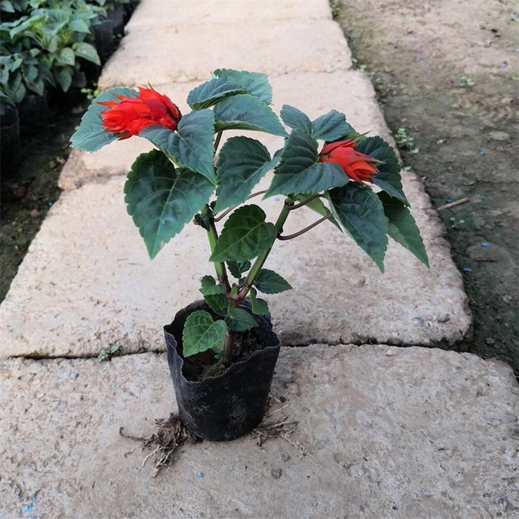 一串红培育基地 一串红草本植物