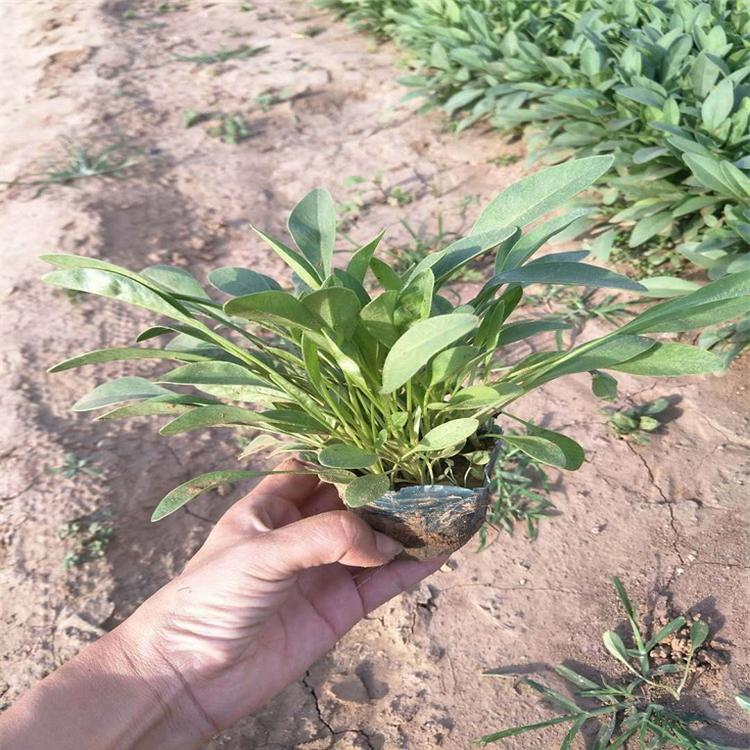 金鸡菊上车价 金鸡菊地被草花