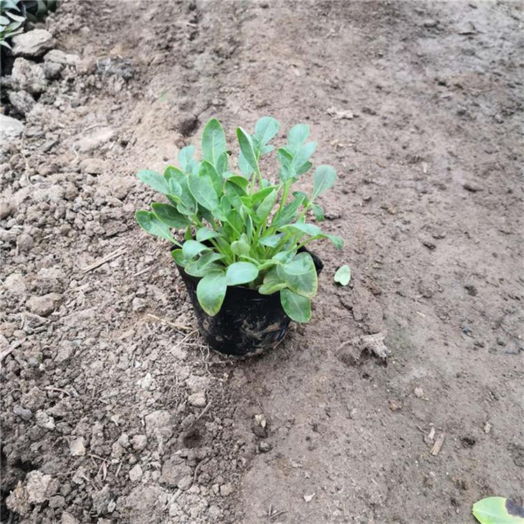 金鸡菊易成活 金鸡菊草本植物