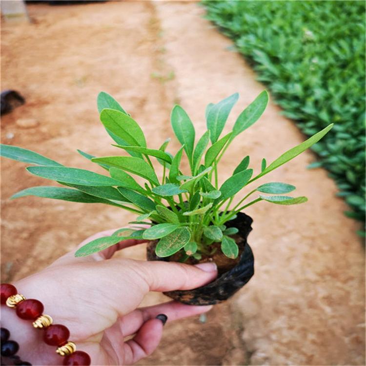 金鸡菊大量批发 金鸡菊宿根花卉