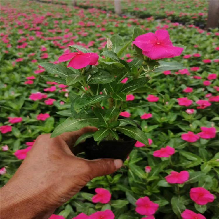 天天开小苗种植基地   天天开报价