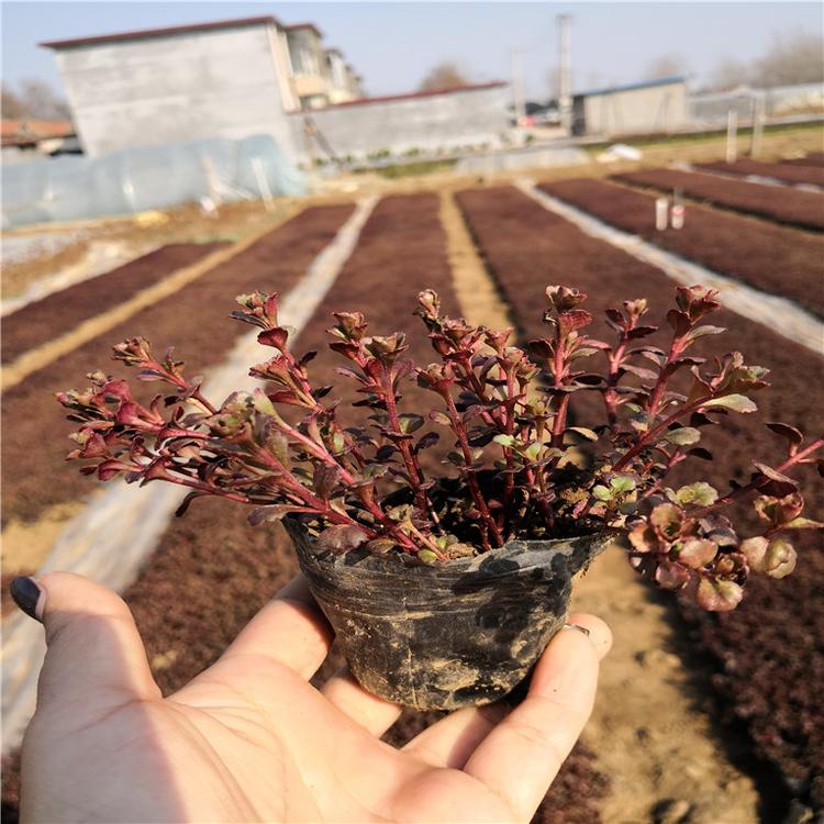 红景天花卉基地 红景天绿化用苗