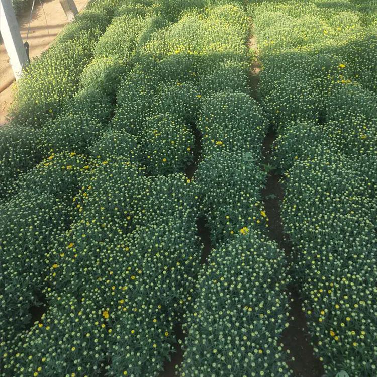 国庆菊 鑫国出售优良国庆菊 租摆国庆菊 苗圃直供货源