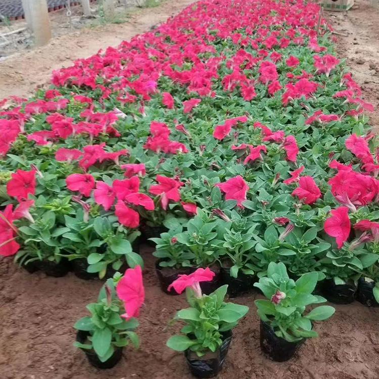 垂吊牵牛 多色垂吊牵牛出售 垂吊矮牵牛供应
