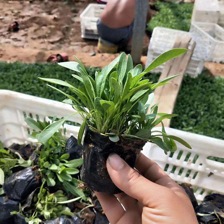 金鸡菊小苗 批发金鸡菊  嘉耀 金鸡菊种植基地