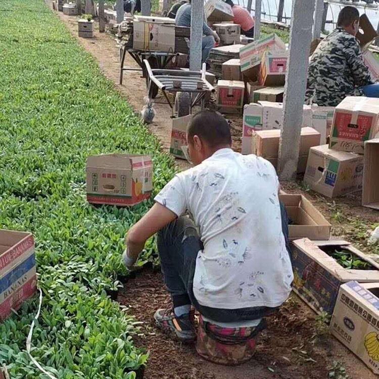 金鸡菊盆栽 金鸡菊基地 金鸡菊批发价格