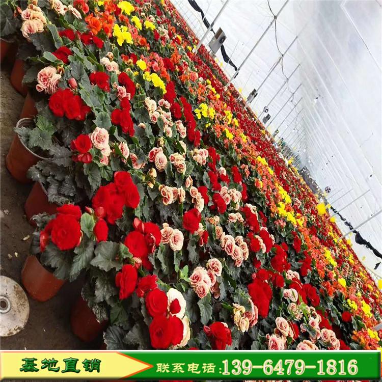 淡粉色丽格海棠盆栽 玫瑰海棠四季秋海棠花苗重瓣带花发货