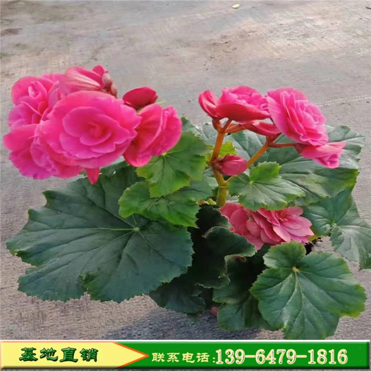 丽格海棠四季多色彩 玫瑰丽格海棠 四季开花草本植物 室内盆栽