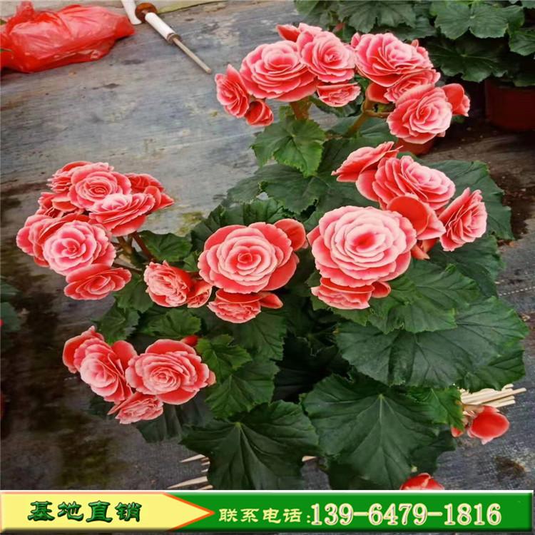 批发好品质丽格海棠盆栽花卉 基地直销  青州市花卉交易市场
