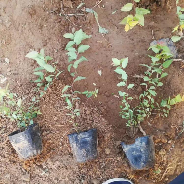 苗圃直销绣线菊 保质保量 绣线菊种植基地