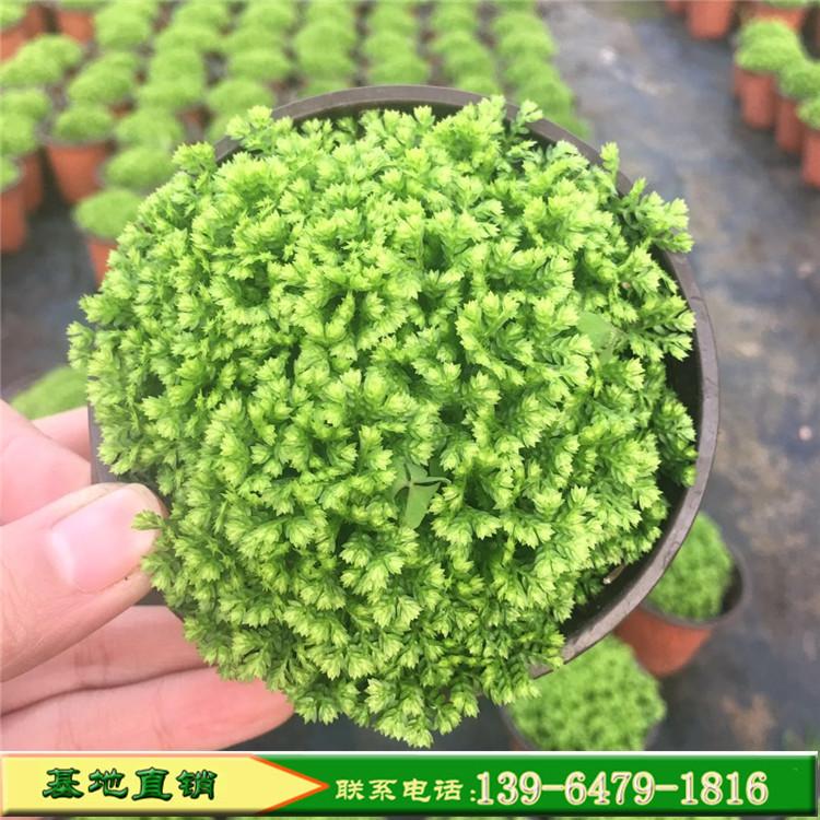 批发盆栽绿地球价格 微景观用迷你植物 珊瑚蕨水培植物