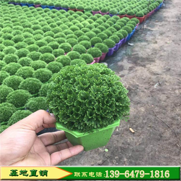 绿地球盆栽价格 绿珊瑚室内观叶植物 净化空气蕨类植物