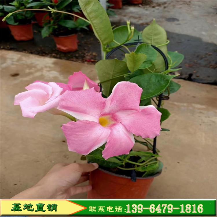 飘香藤大量出售 飘香藤杯苗价格好 花盆种植规格齐全