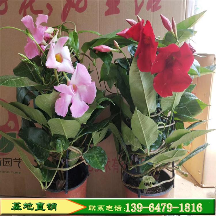 飘香藤基地种植 爬藤植物飘香藤批发 棚架绿化墙体绿化