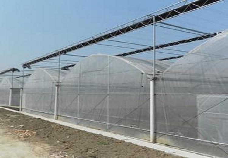 薄膜花卉温室大棚 温室大棚建设
