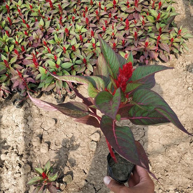 世纪红鸡冠花 鸡冠花种植基地 大量供应