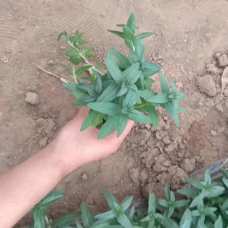 山东青州千屈菜 价格
