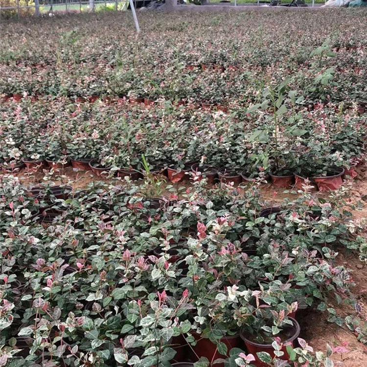 白甜花 供应初雪葛 斑叶络石价格 花叶络石批发