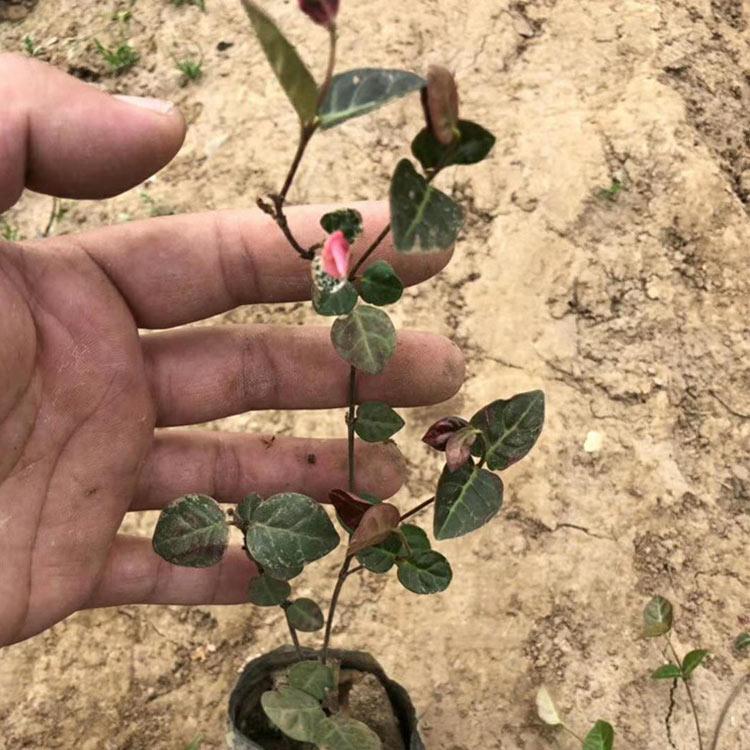 山东青州花卉苗木 时令草花 花叶络石 花叶络石价格