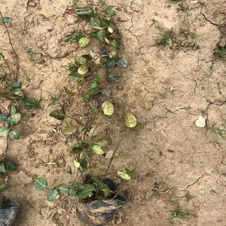 花叶络石批发基地_花叶络石杯苗_斑叶络石销售基地