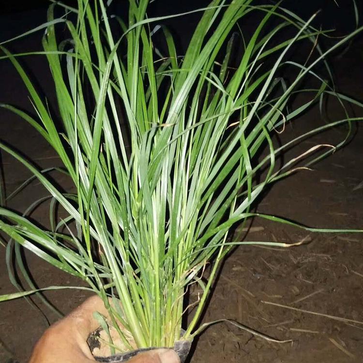 矮蒲苇 多年生草本矮蒲苇批发 园林绿化用矮蒲苇