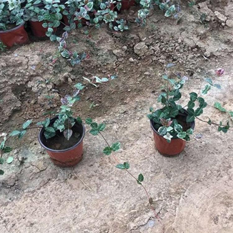 花叶络石 花叶络石批发价格 花叶络石种植基地 花叶络石苗