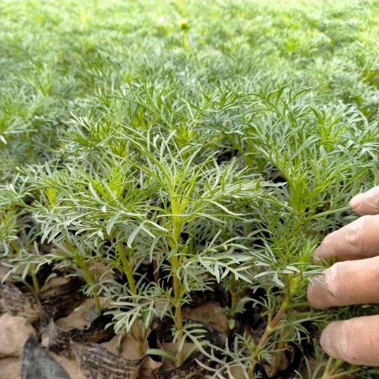 山东青州波斯菊价格