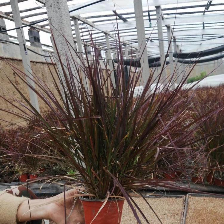 狼尾草  青州自产狼尾草直供