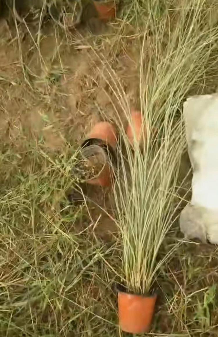 晨光芒大量现货供应 山东晨光芒小苗批售 晨光芒批发价格