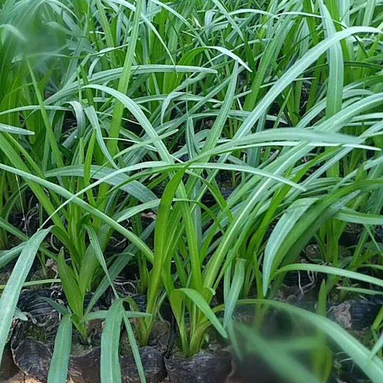 大花萱草批发商 量大优惠 山东大花萱草供应商